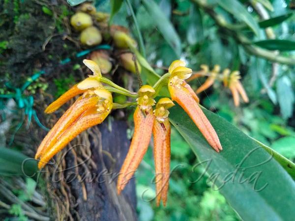 Horned Bulb-Leaf Orchid