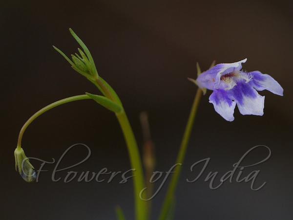 Hyssop Bog-Herb