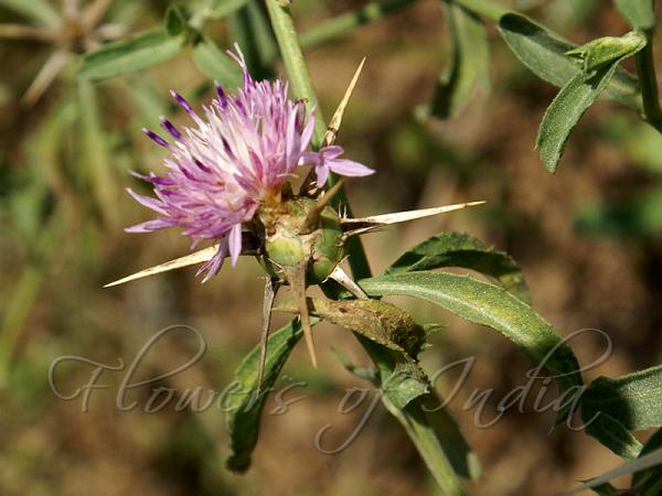 Iberian Star Thistle