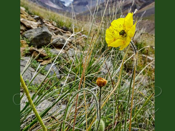 Iceland Poppy