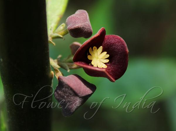 Idukki Bowl-Flower