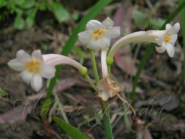 Ifafa Lily