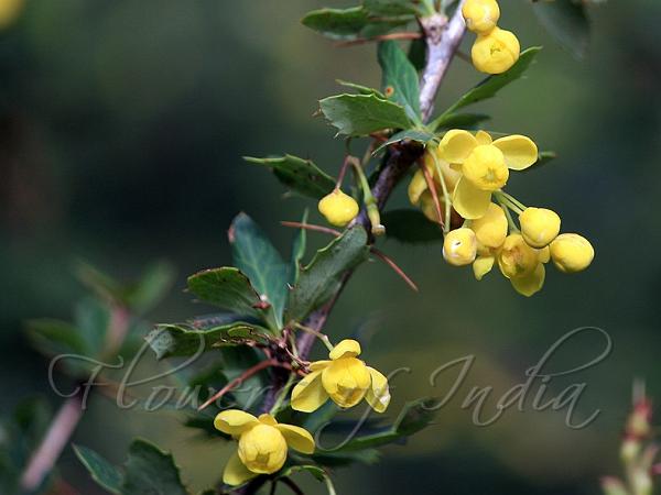 Indian Barberry