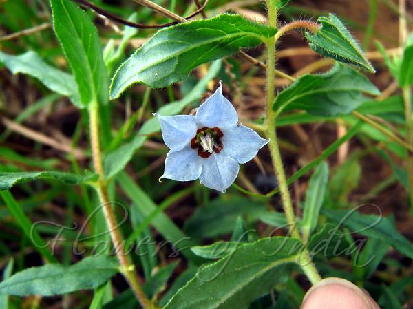 Indian Borage