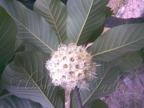 Indian Butter Tree
