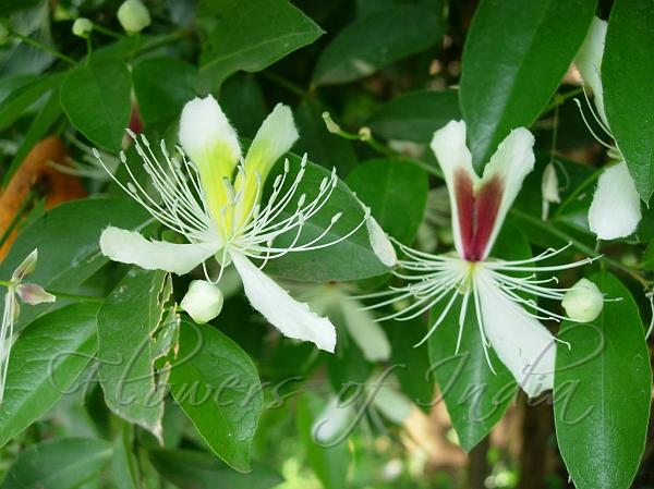 Indian Caper