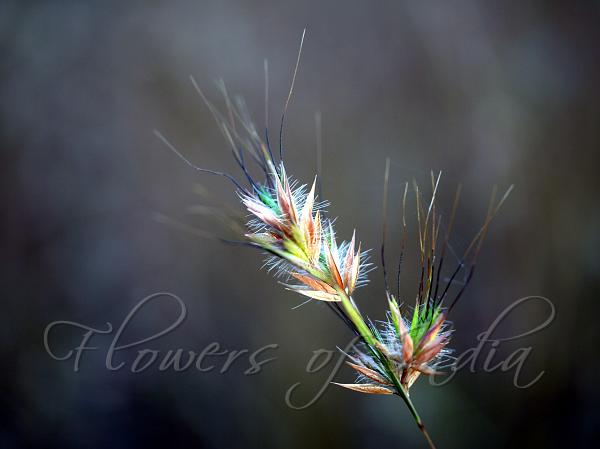 Indian Christmas Grass