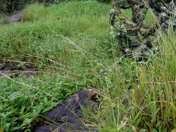 Indian Fiveminute Grass