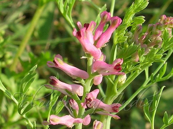 Indian Fumitory