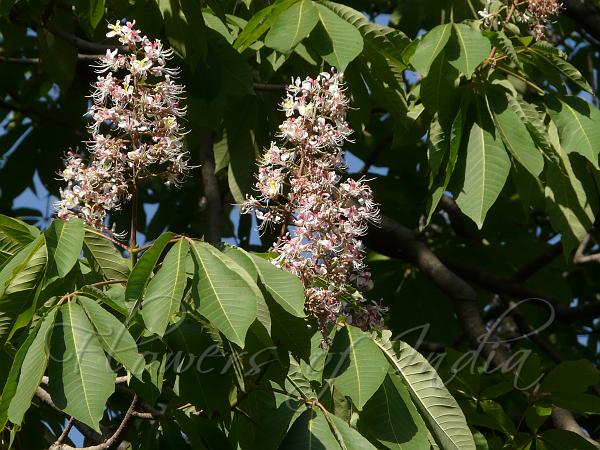 Indian Horse Chestnut