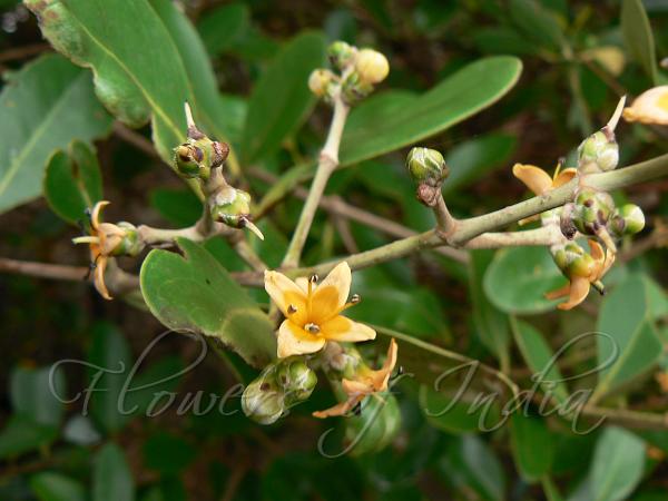 Indian Mangrove