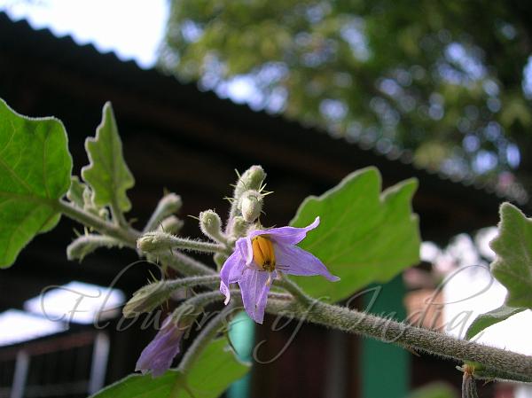 Indian Nightshade