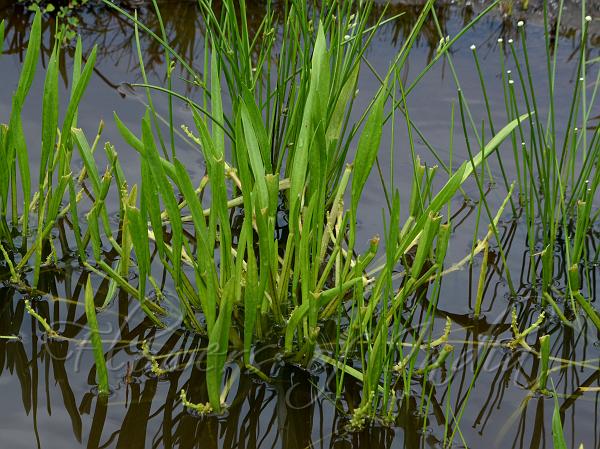 Indian Paddy-Grass