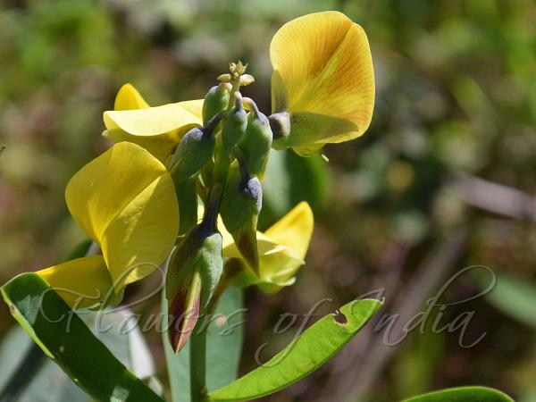 Indian Rattleweed