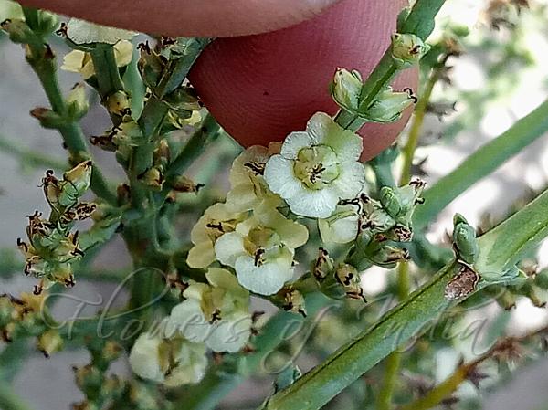 Indian Saltwort