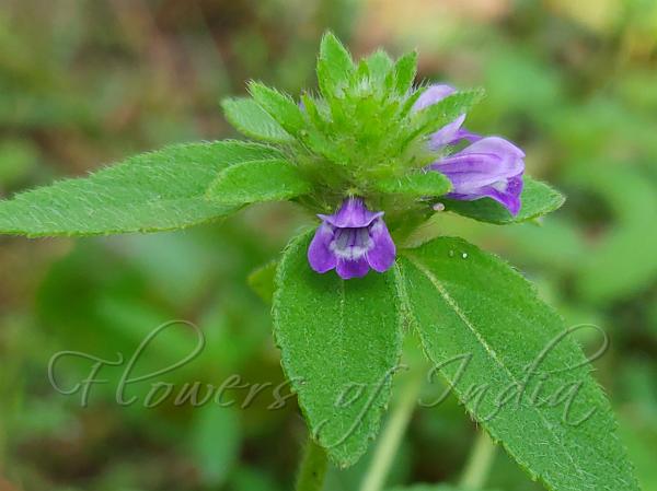 Indian Scent-Wort