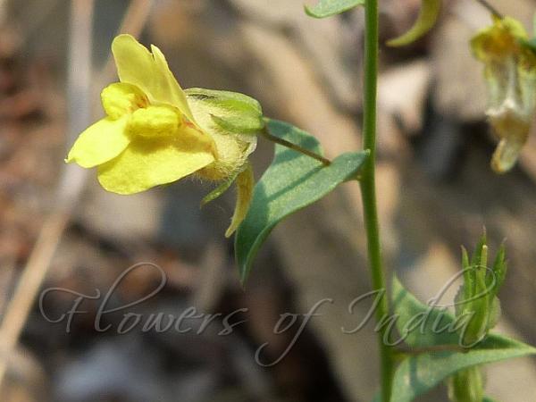 Indian Toadflax