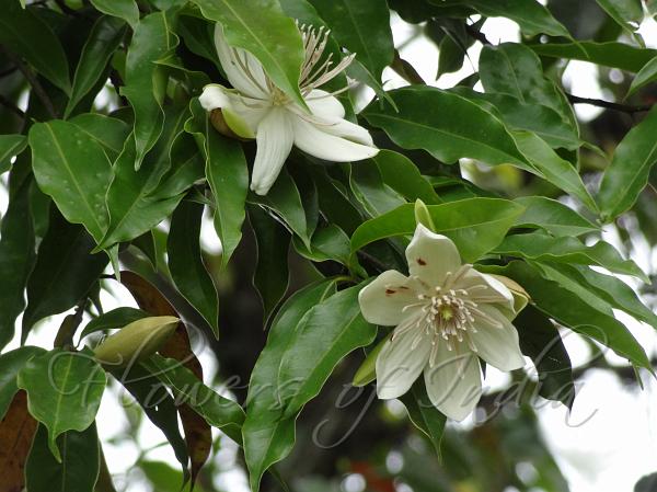 Indo-China Magnolia