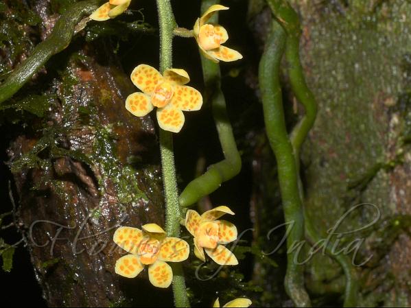 Indo-China Split-Lip Orchid