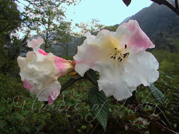 Inflated Rhododendron