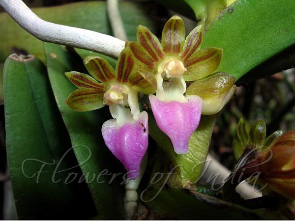 Insect-Bearing Pelatanthera