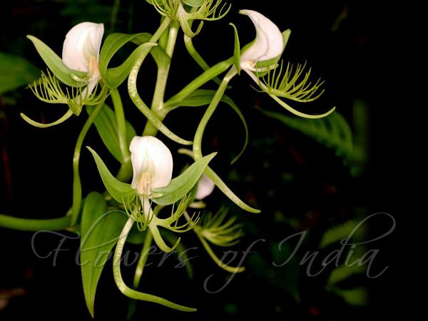 Intermediate Habenaria