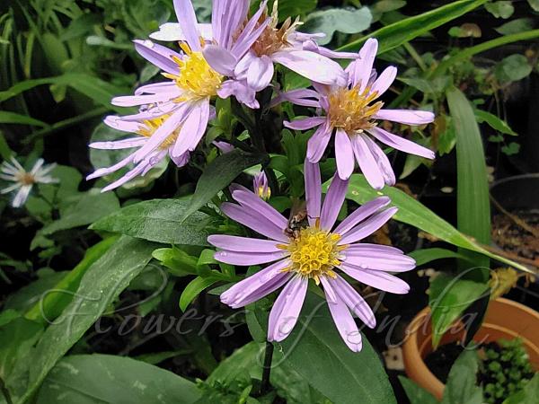 Italian Aster