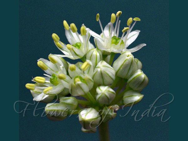 Jammu Onion