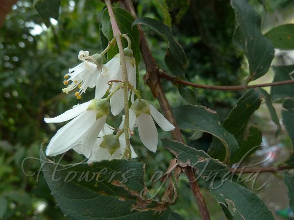 Japanese Crenate Deutzia