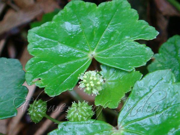 Java Pennywort