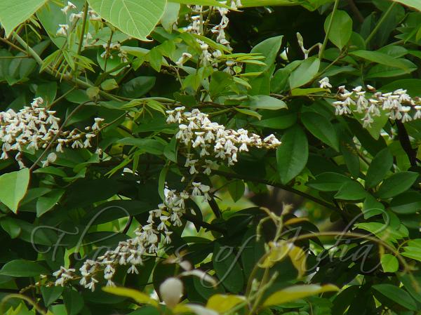 Jewel Vine
