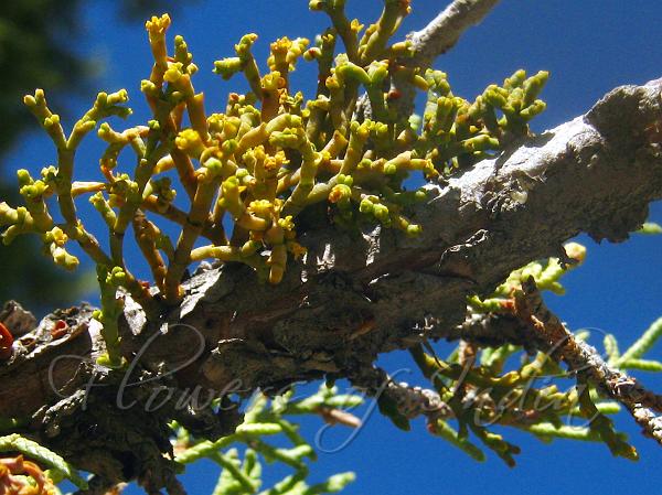 Juniper Dwarf Mistletoe