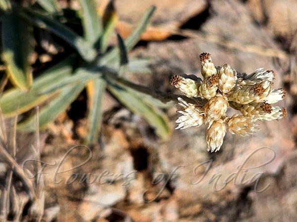 Kachchh Cudweed