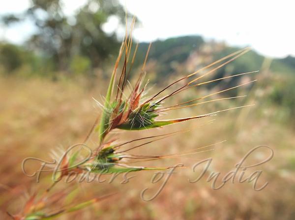 Kangaroo Grass