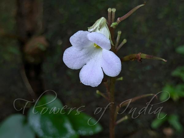 Kanyakumari Stone Flower