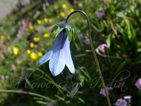 Kashmir Bonnet Bellflower