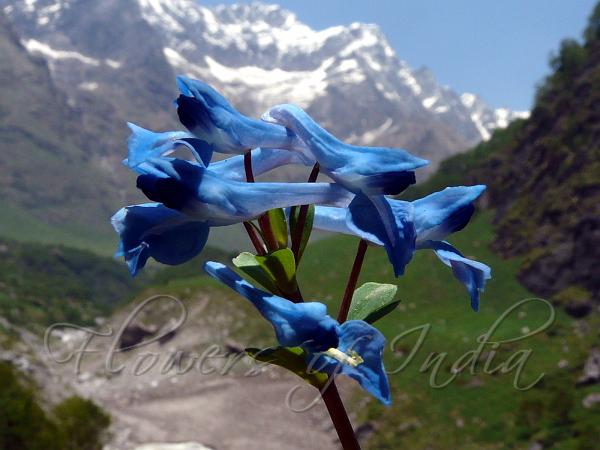 Kashmir Corydalis