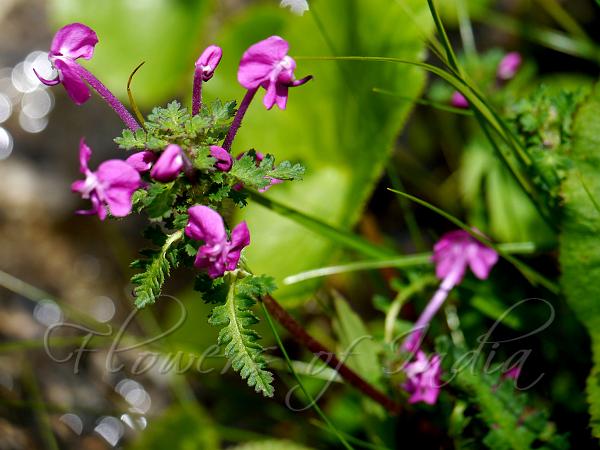 Kashmir Lousewort