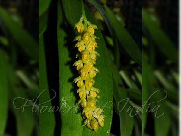 Keeled Bulb-Leaf Orchid
