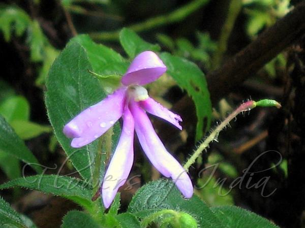 Kerala Narrow-Petal Balsam