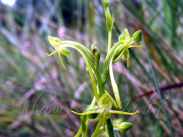 Khasi Habenaria