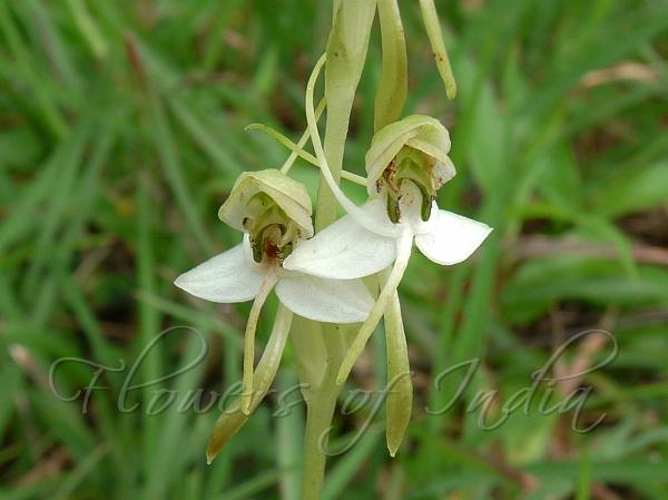 Kidney-Leaved Habenaria
