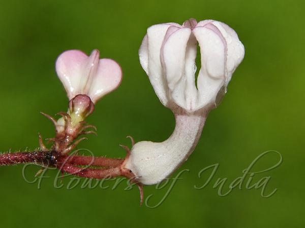Kolhapur Ceropegia