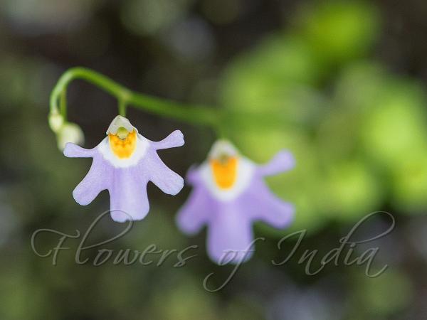 Kumaon Bladderwort