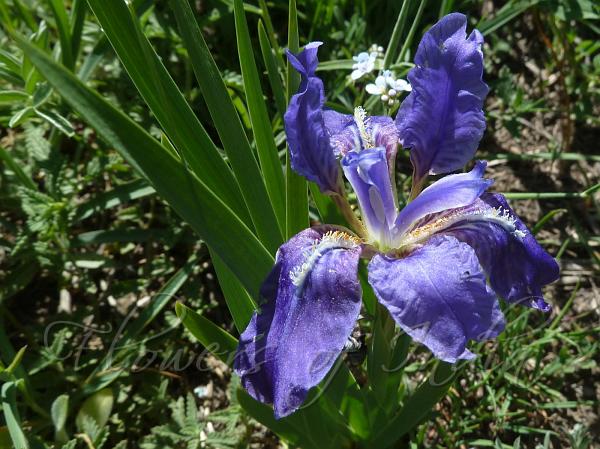 Kumaon Iris
