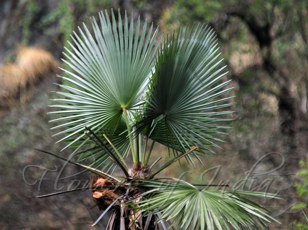 Kumaon Palm