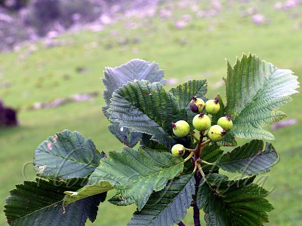 Kumaon Rowan