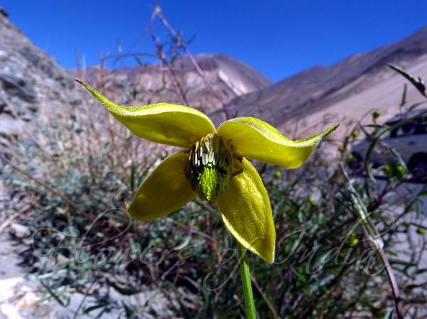 Ladakh Clematis