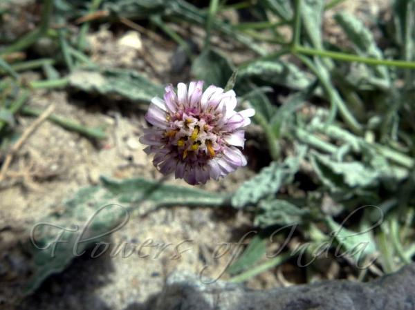Ladakh Fleabane
