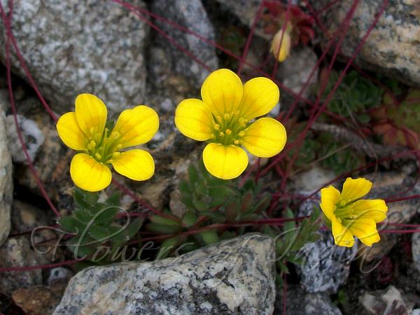 Ladakh Saxifrage